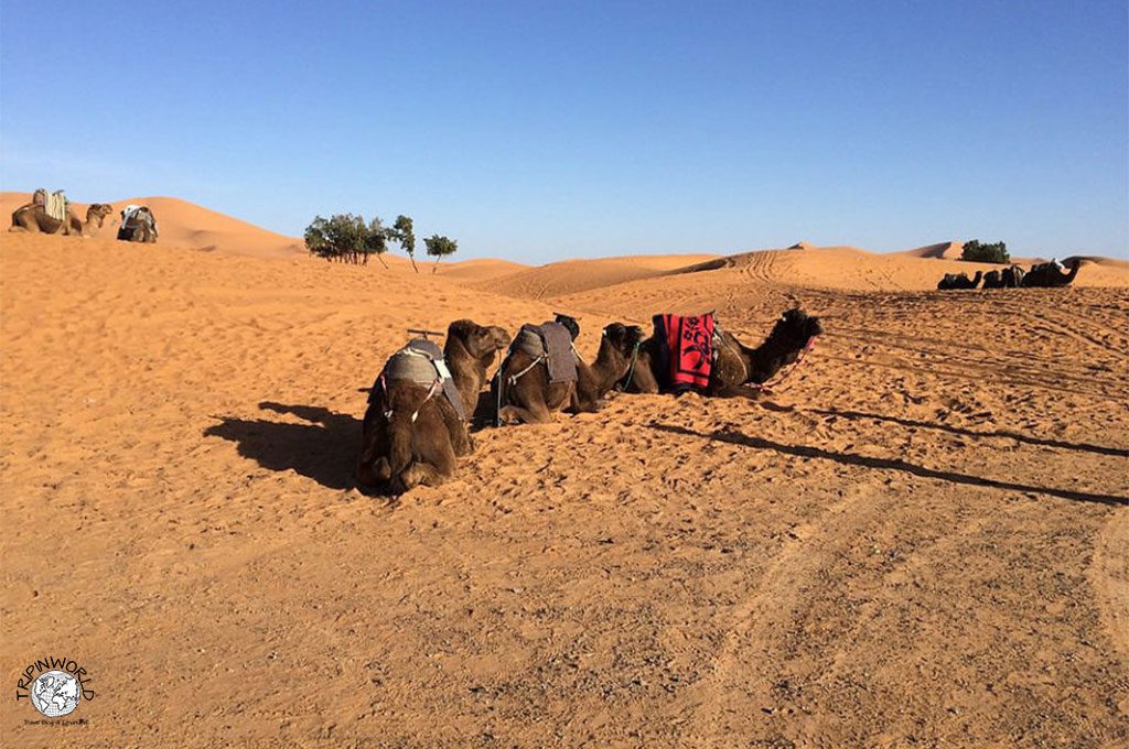 stato del marocco cammelli