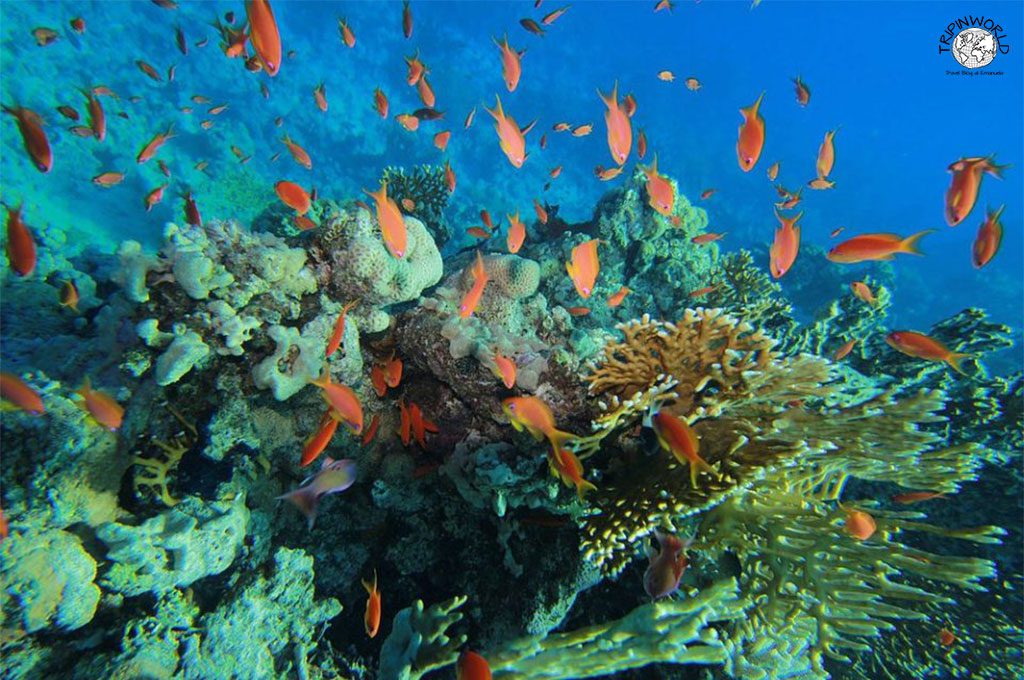 mar rosso pesci e coralli