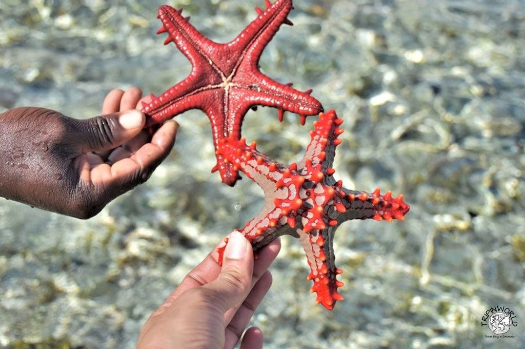 spiaggia di jambiani stella marina