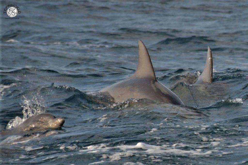 animali di zanzibar delfino