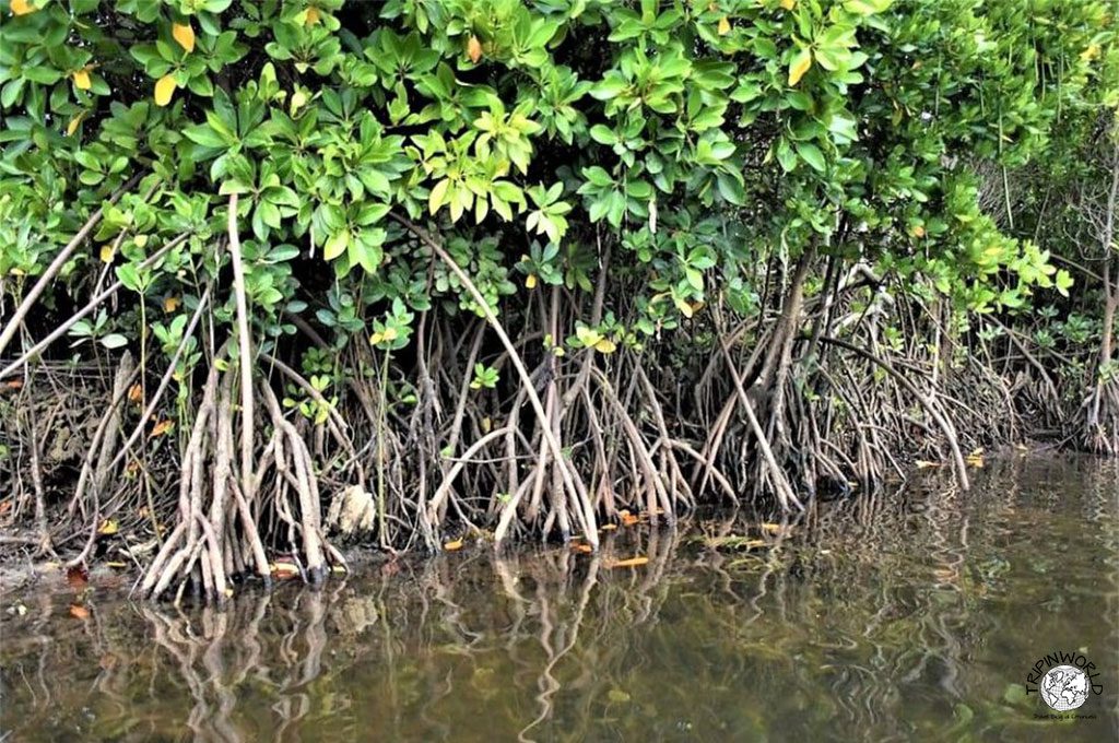 zala park zanzibar mangrovieti