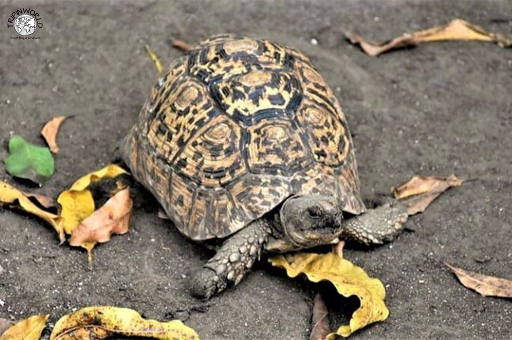 zala park zanzibar tartaruga aldabra