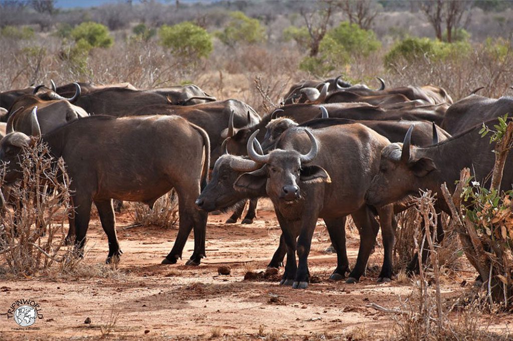 safari in kenya bufali