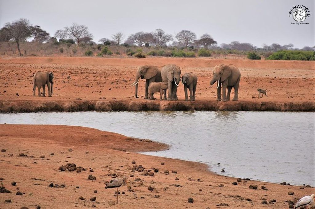 safari in kenya elefanti
