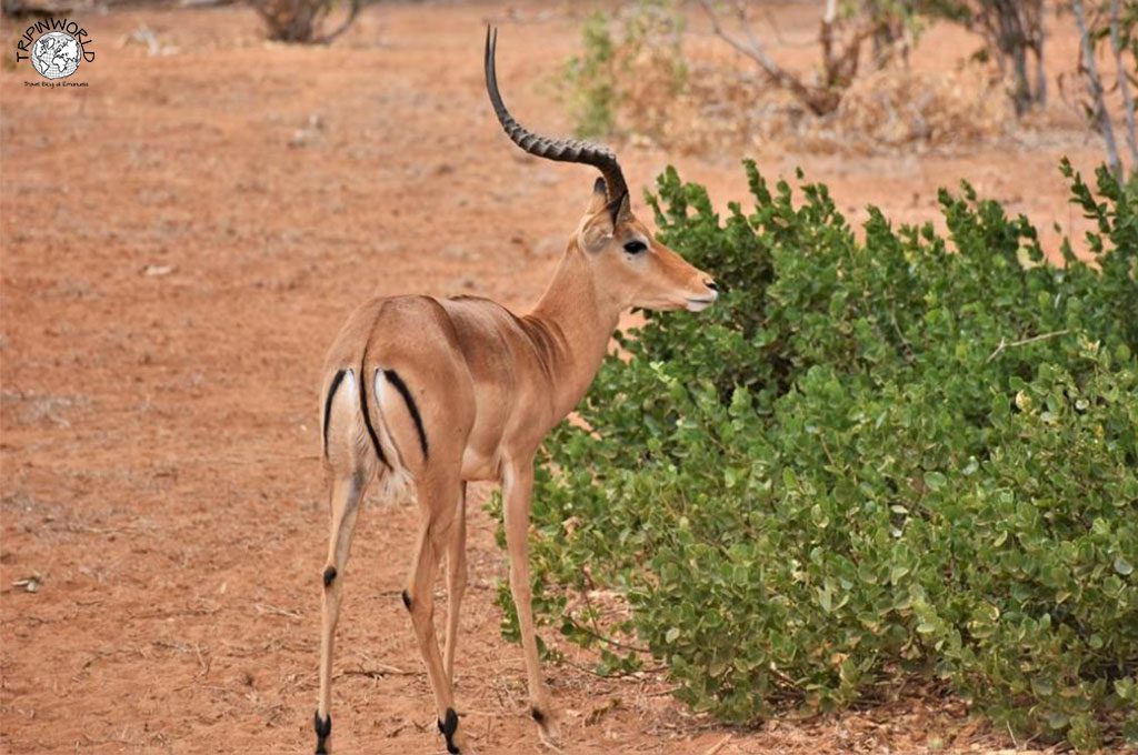 safari in kenya gazzella