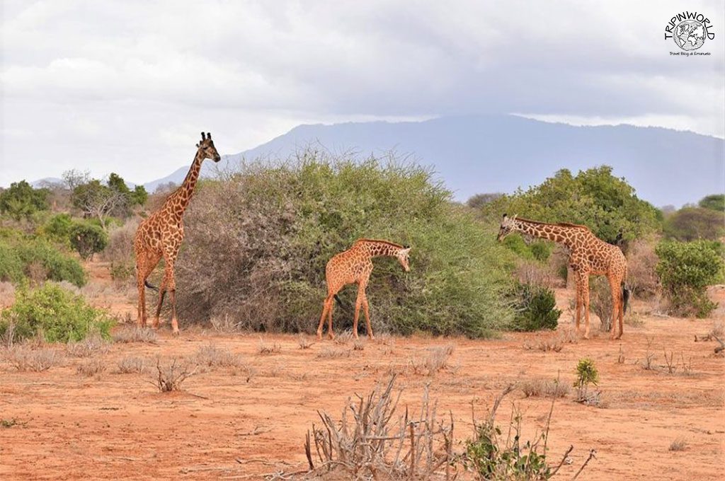 safari in kenya giraffe