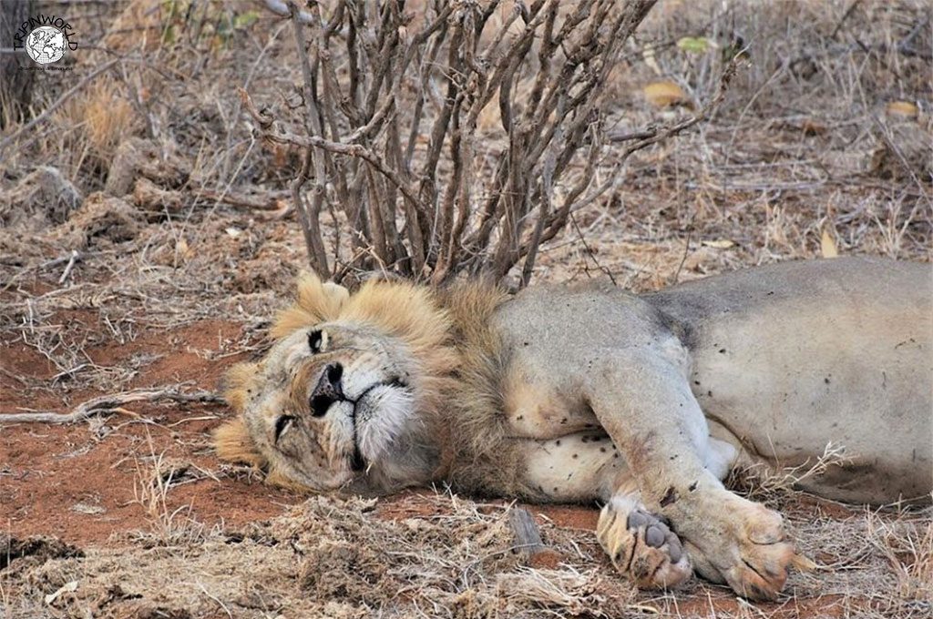 safari in kenya leone