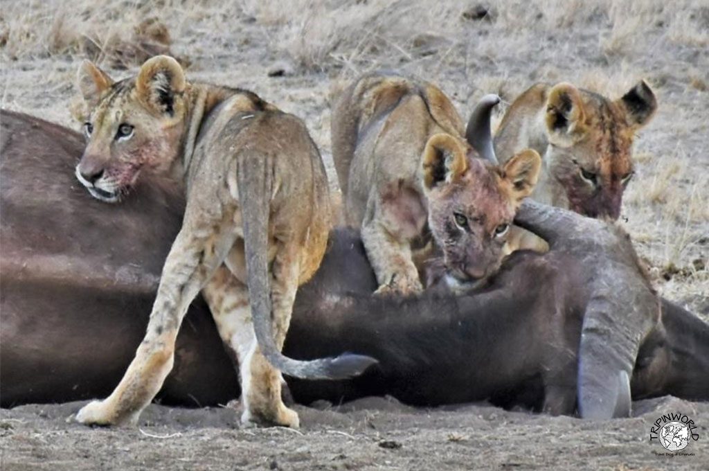 safari in kenya piccoli leoni