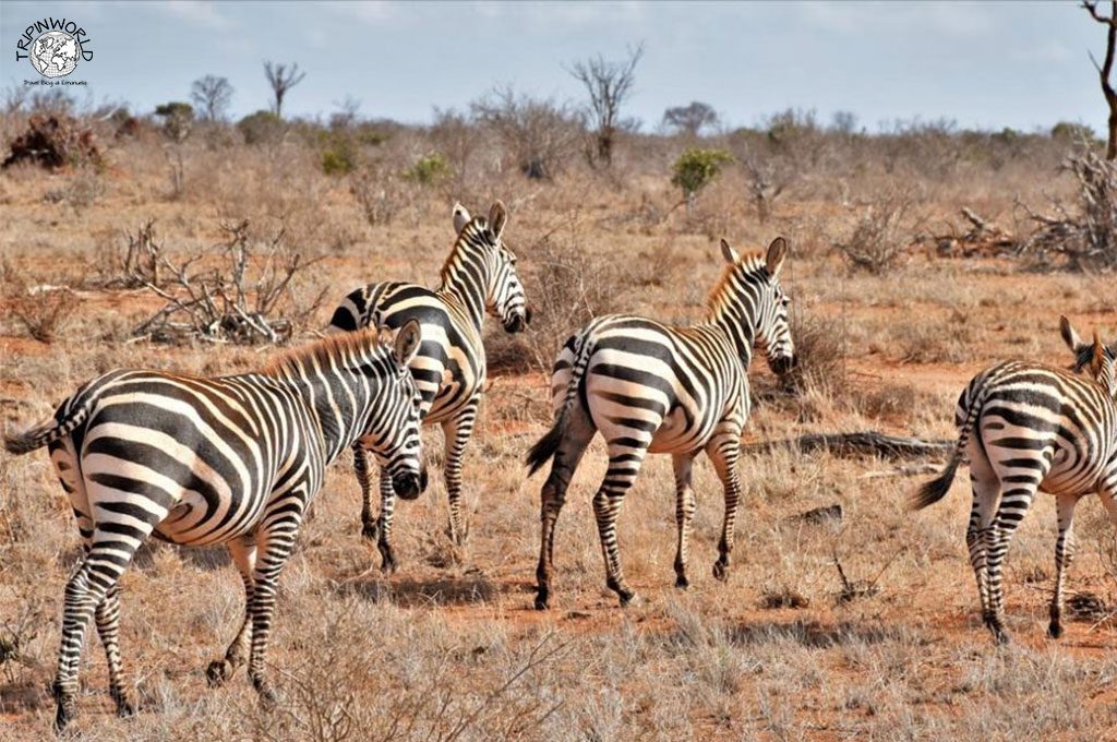 safari in kenya zebre
