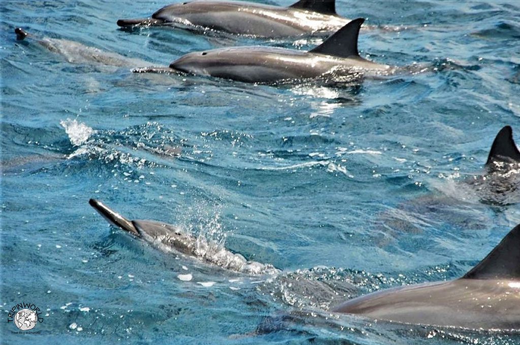 Isole di mauritius delfini
