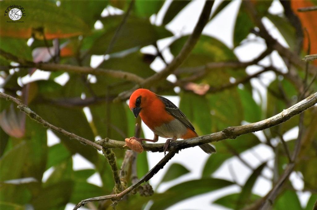 isola di mauritius uccelli