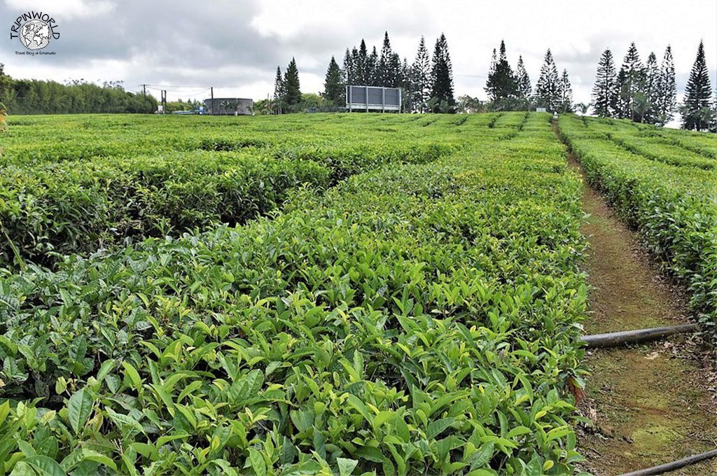 isola di mauritius piantagioni tè