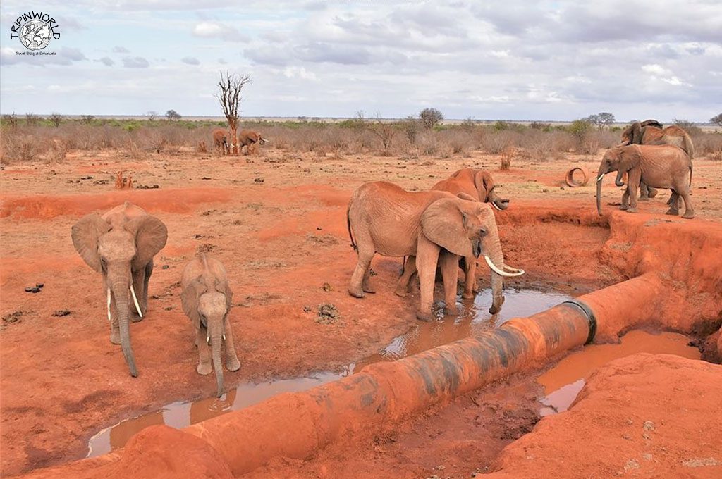 vivere in africa elefanti kenya