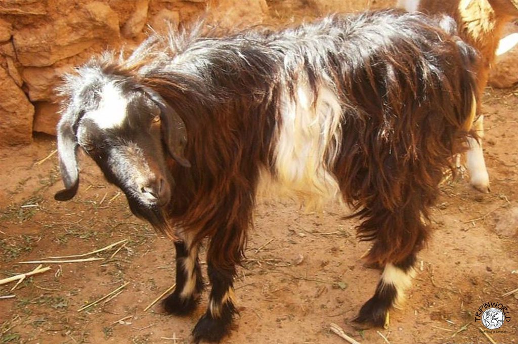 marocco capra