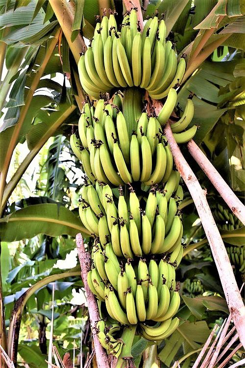 makunduchi zanzibar banane