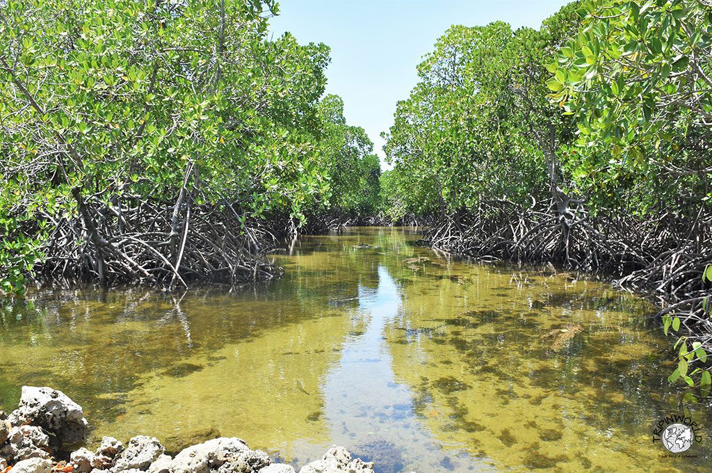uzi island zanzibar mangrovie