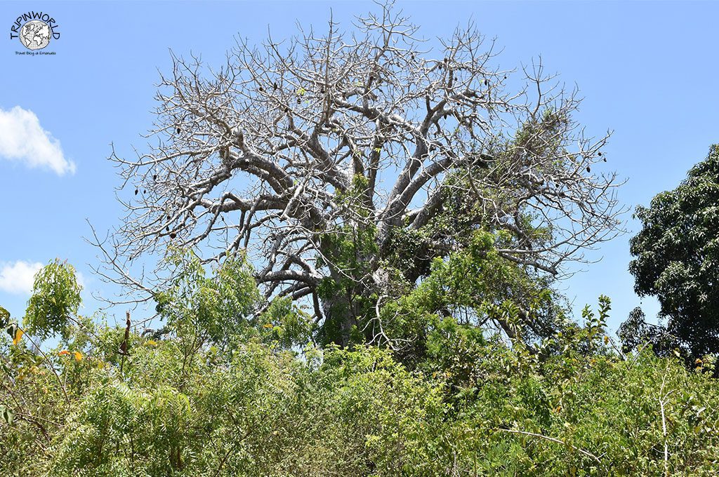 uzi island zanzibar baobab