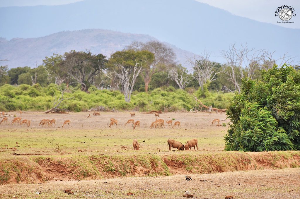 safari a zanzibar bufali e gazzelle