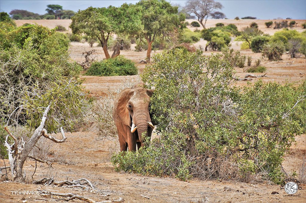 safari a zanzibar elefante