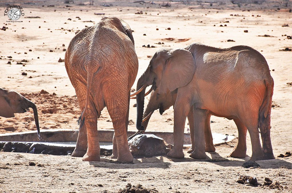 safari a zanzibar elefanti