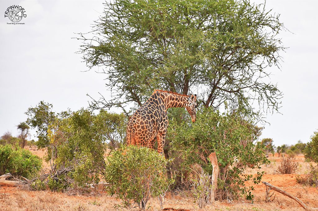 safari a zanzibar giraffa