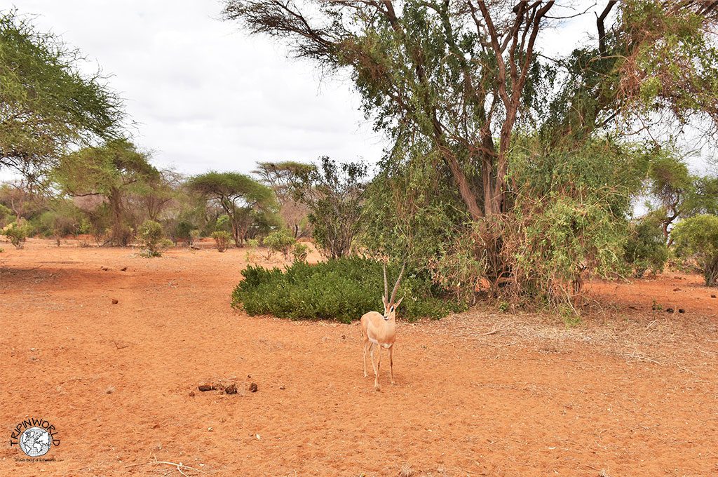 safari a zanzibar gazzella