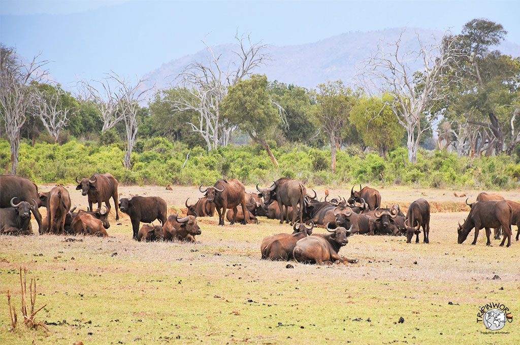 safari a zanzibar mandria bufali