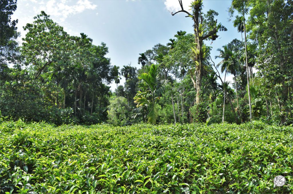 hikkaduwa sri lanka piantagione di tè