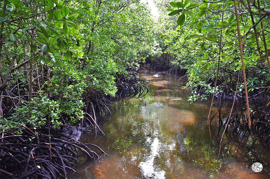 jozani zanzibar fiume e mangrovie