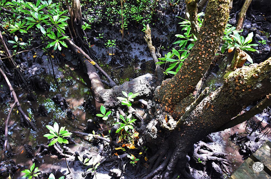 jozani zanzibar mangrovie nella foresta