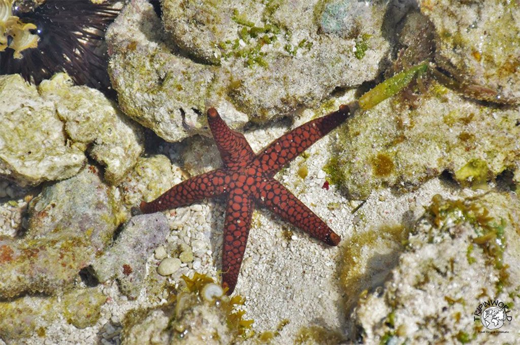 stelle marine nardoa novacaledoniae