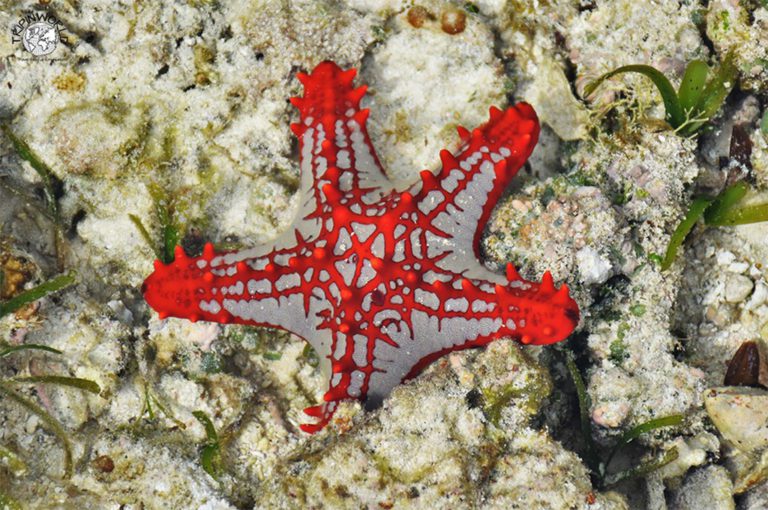 Stelle marine di Zanzibar animali delicati TRIPINWORLD