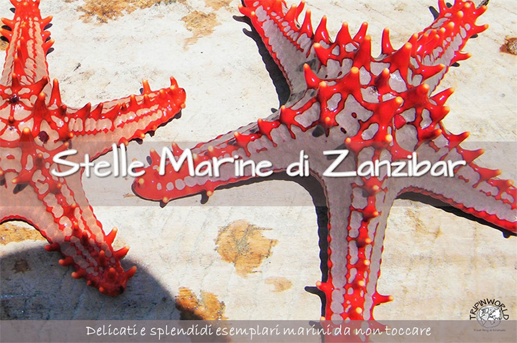 Stelle Marine Di Zanzibar Animali Delicati Tripinworld
