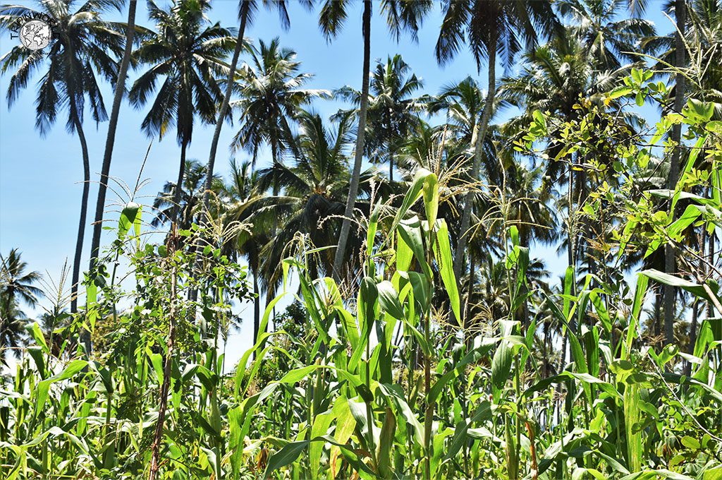 mangapwani zanzibar coltivazioni mais