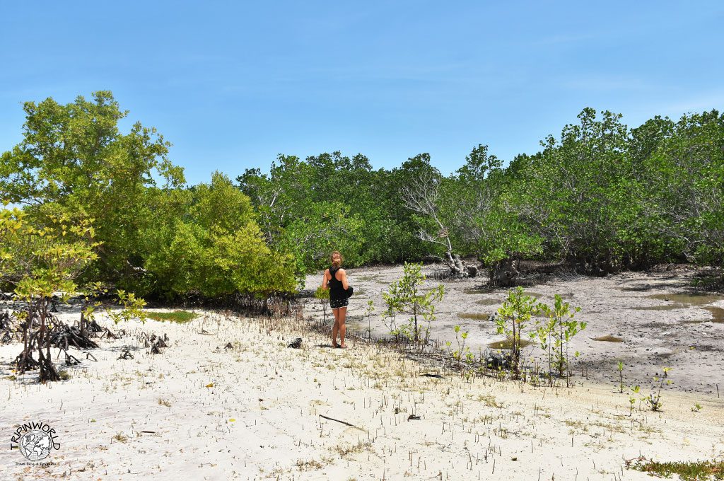 unguja ukuu la foresta di mangrovie