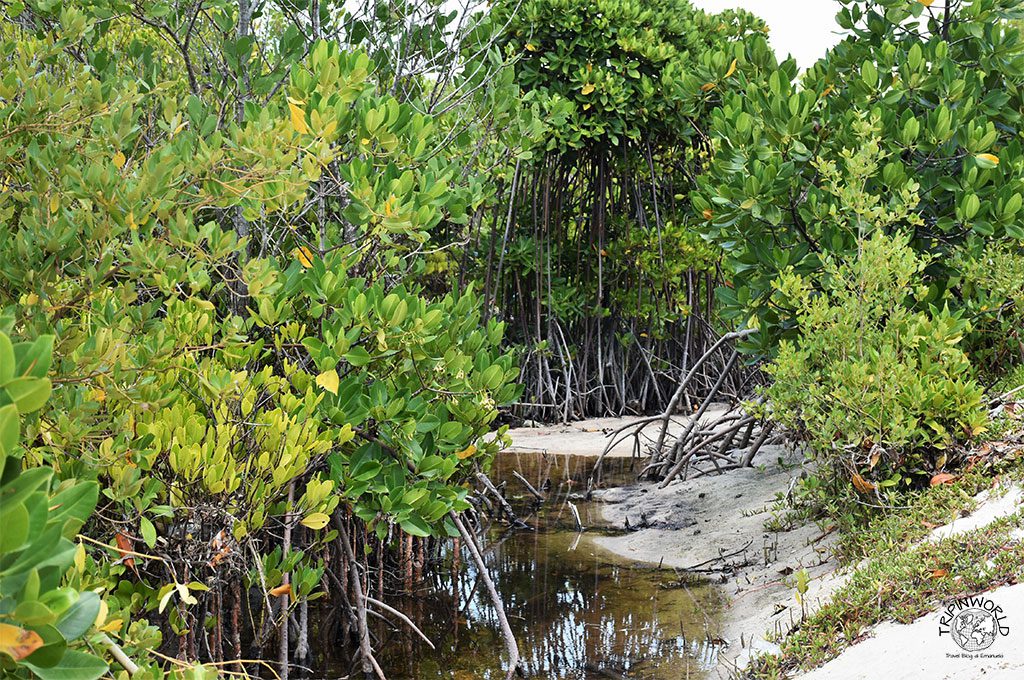 unguja ukuu mangrovie