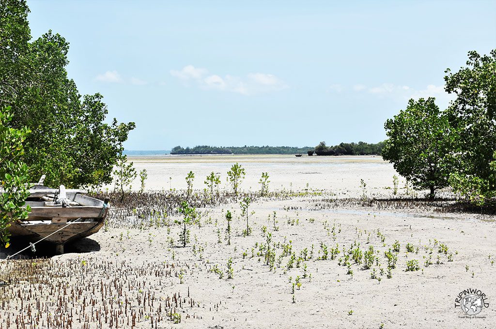 unguja ukuu spiaggia e mangrovie