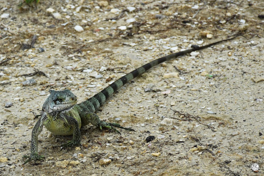 spiagge caraibiche iguana