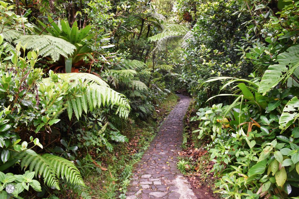 basse terre guadalupe vegetazione tropicale