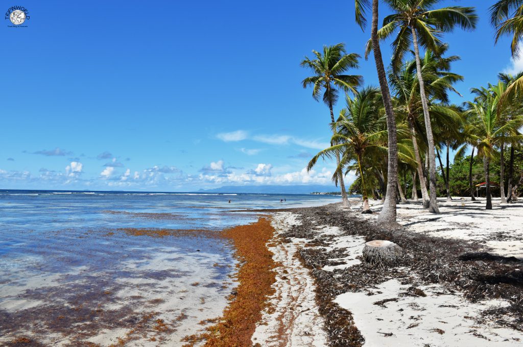 spiagge caraibiche sargasso a guadalupa