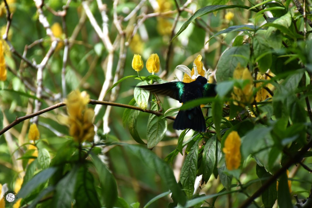 cosa vedere a guadalupa giardino di valombreuse colibrì