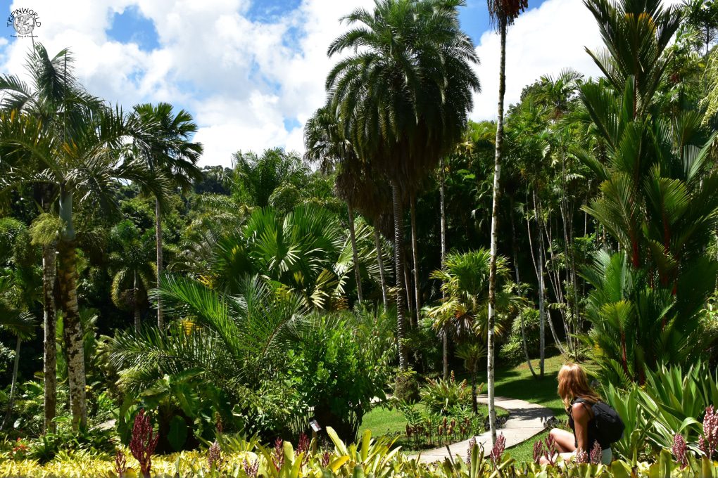 cosa vedere a guadalupa giardino di valombreuse palmeto