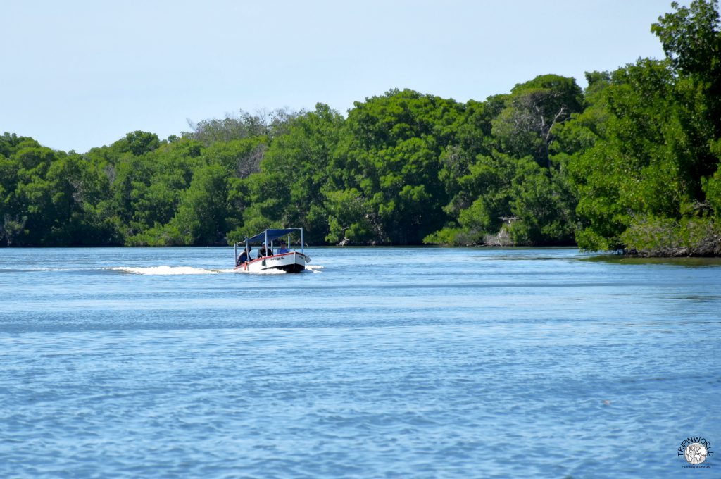 mangrovie laguna della restinga barca