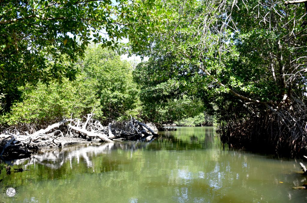 mangrovie e canali nella laguna della restinga