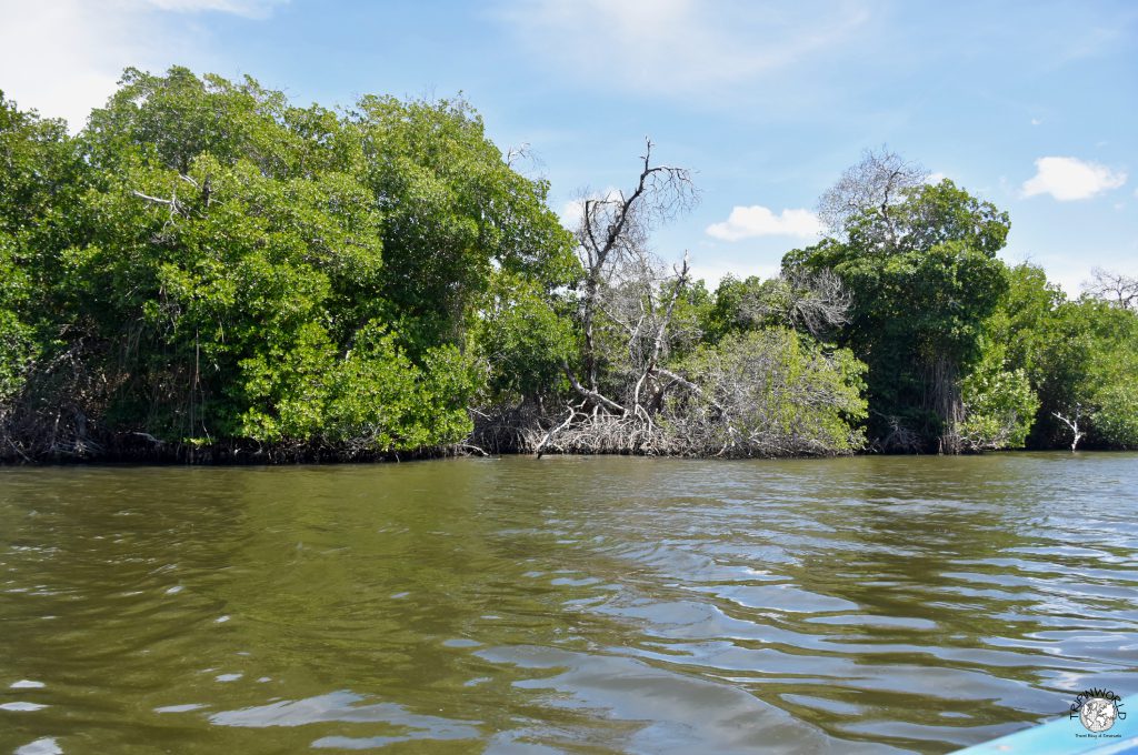 mangrovie nella laguna della restinga