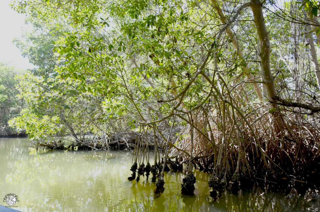 mangrovie della laguna della restinga 