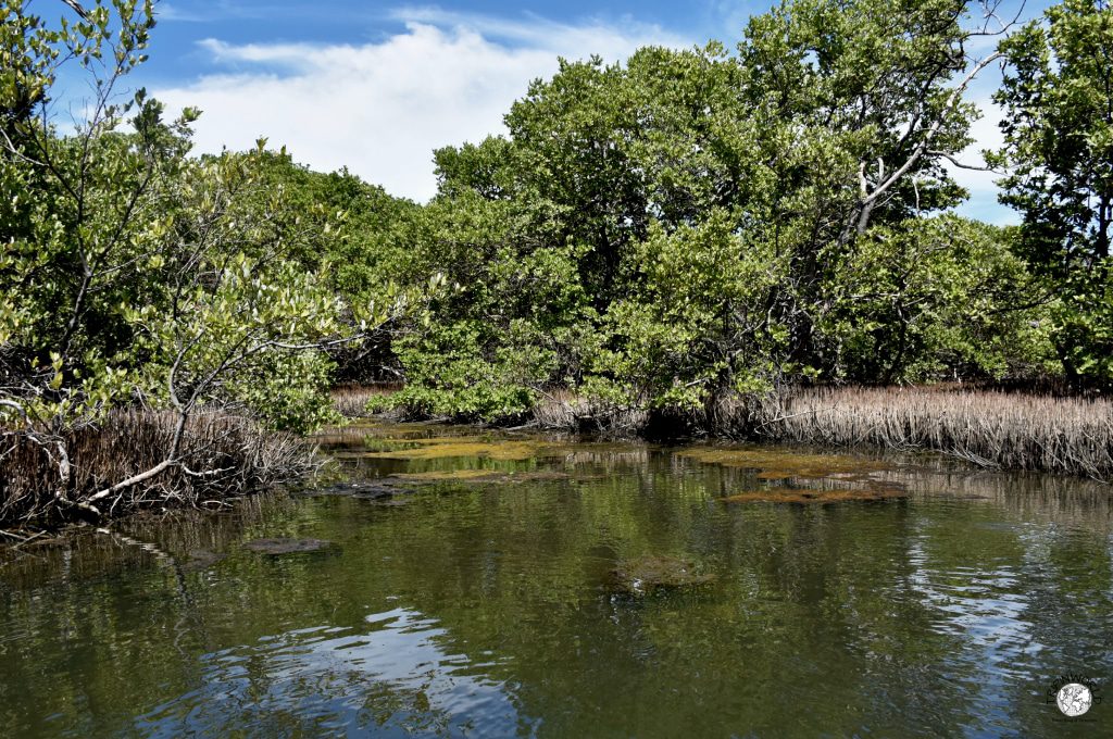 mangrovie laguna della restinga