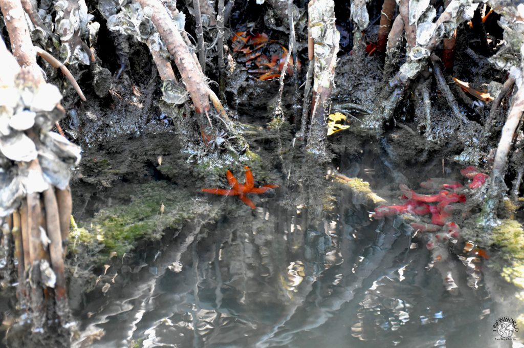 mangrovie laguna della restinga stelle marine