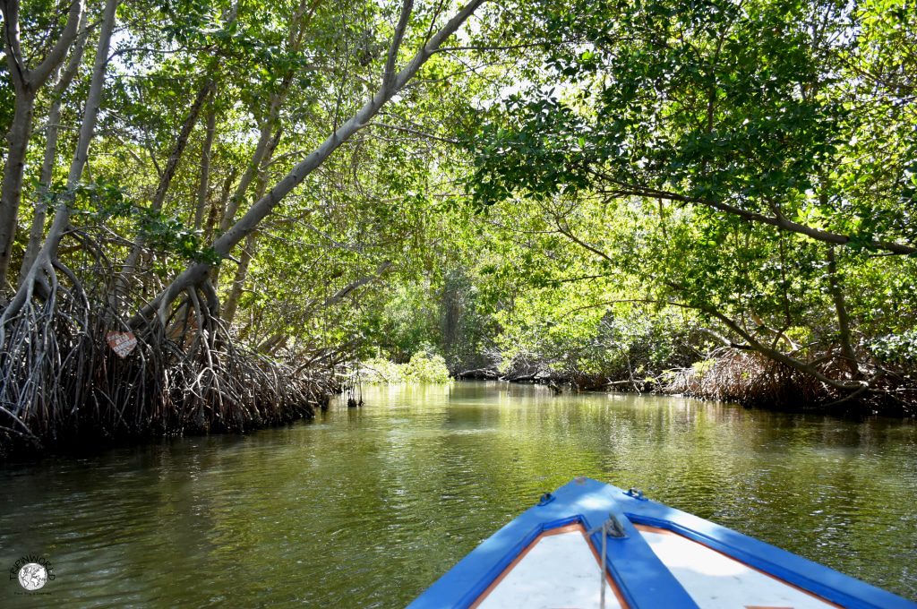 mangrovie laguna della restinga canali