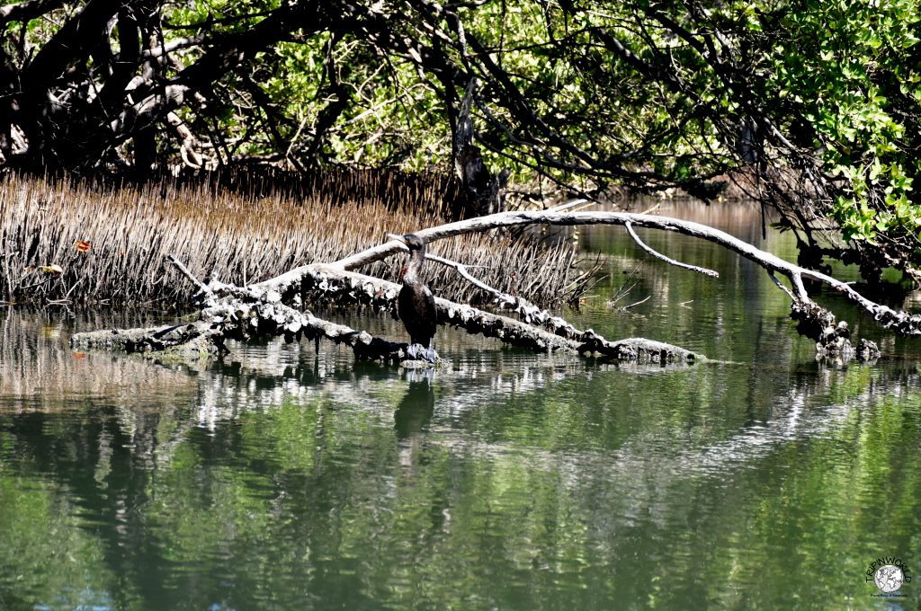 mangrovie laguna della restinga uccello